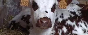 Pénurie de viande : prix du kebab en hausse ?