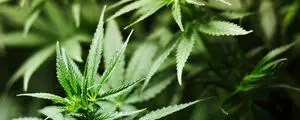 Nouvelle sauce : la mayonnaise au cannabis